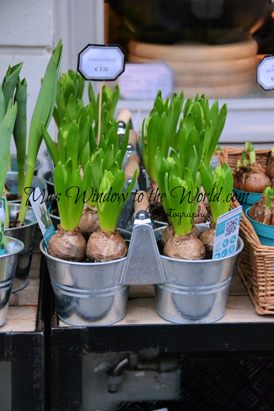 Belgium Market 4.jpg