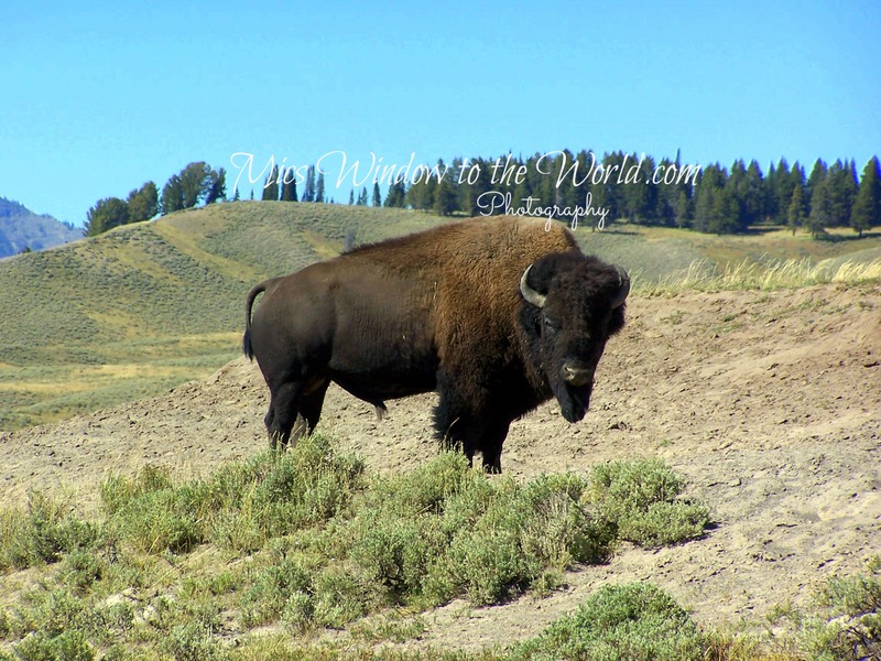 Bison in Yellowstone 1(1).jpg