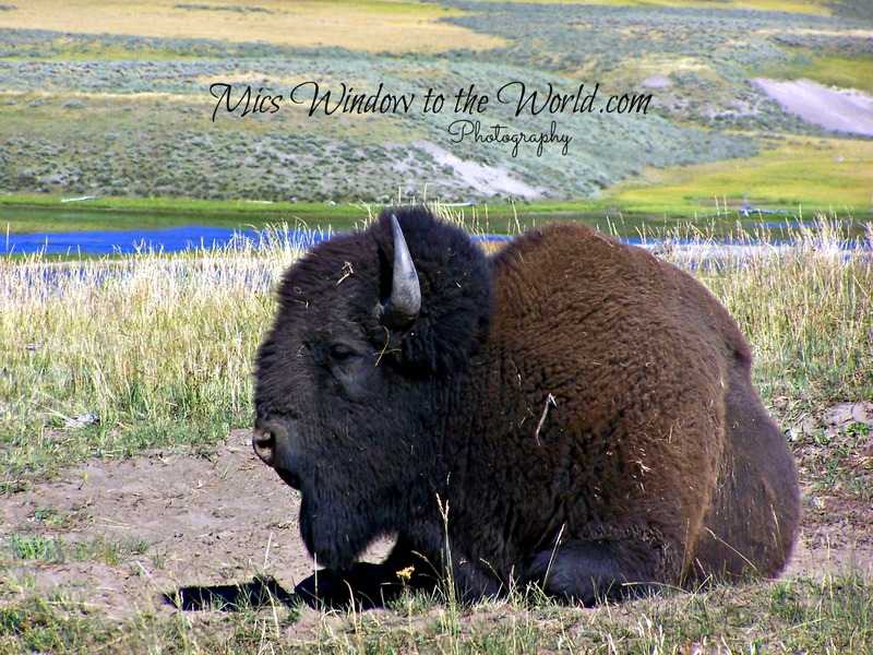 Bison in Yellowstone 2(1).jpg