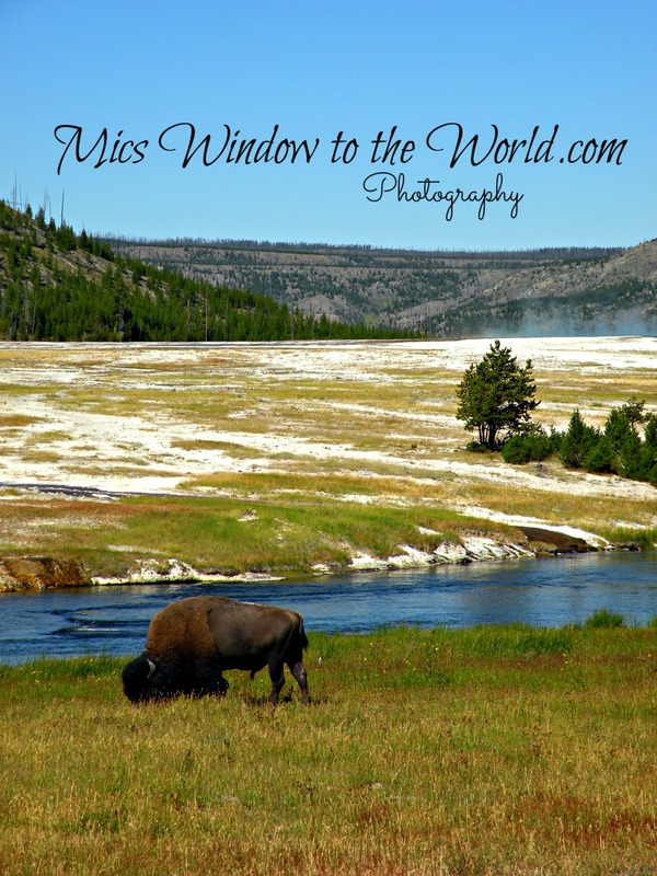 Bison in Yellowstone 3(1).jpg