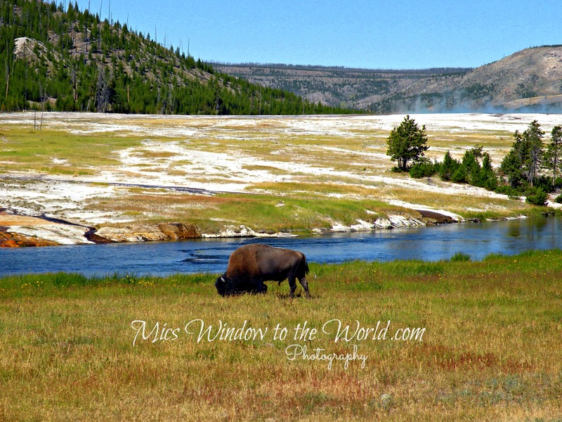 Bison in Yellowstone 4(1).jpg