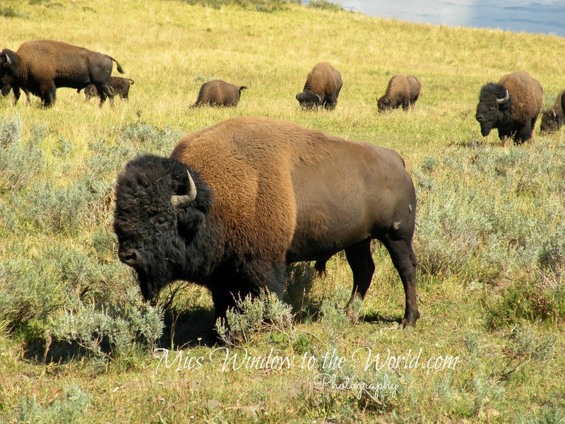 Bison in Yellowstone 5(1).jpg