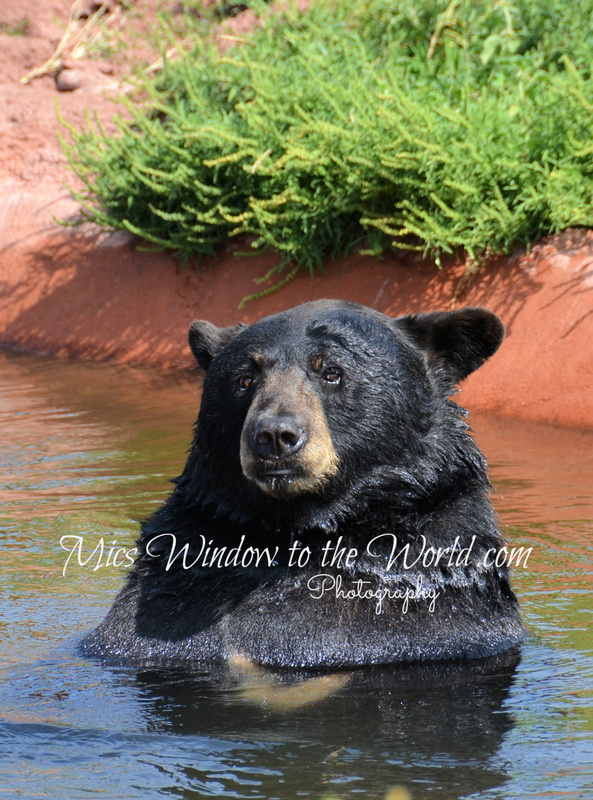 Black Bear 3.jpg