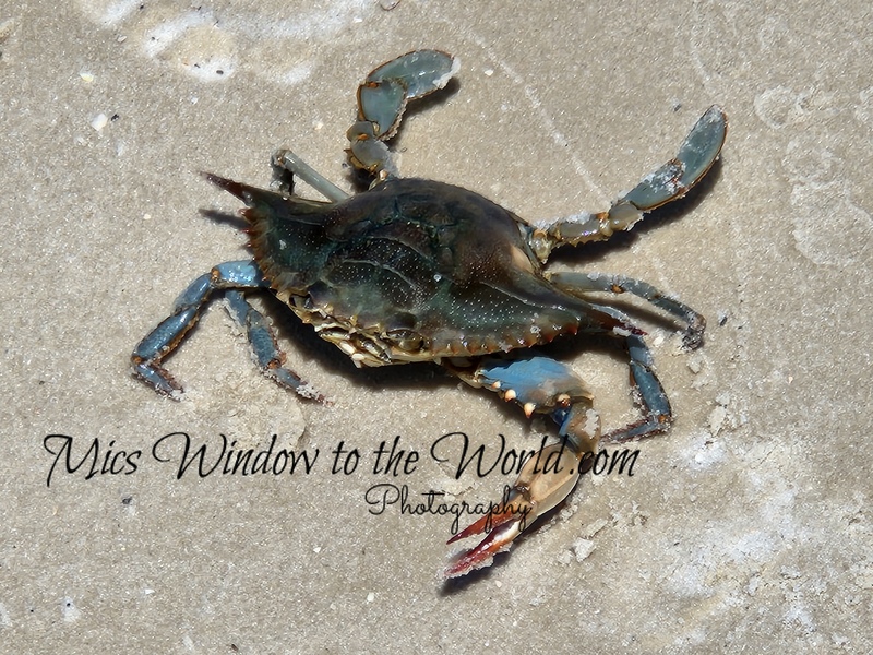 Blue Crab 1.jpg