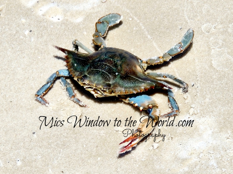 Blue Crab 2.jpg