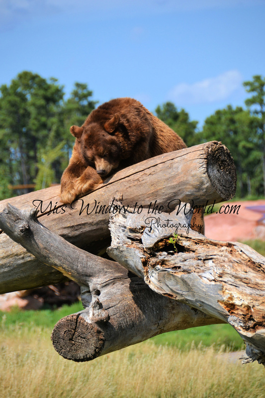 Brown Bear 6.jpg