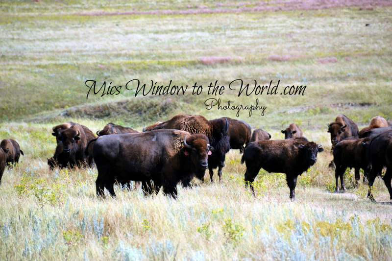 Buffalo Gap Grasslands 4.jpg