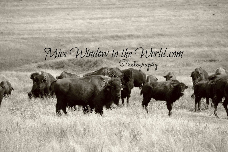 Buffalo Gap Grasslands 4bw(1).jpg