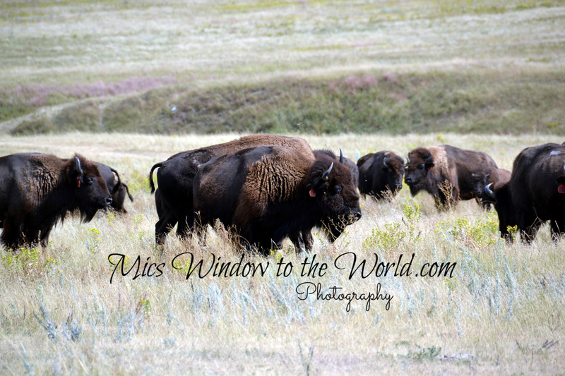 Buffalo Gap Grasslands 5.jpg