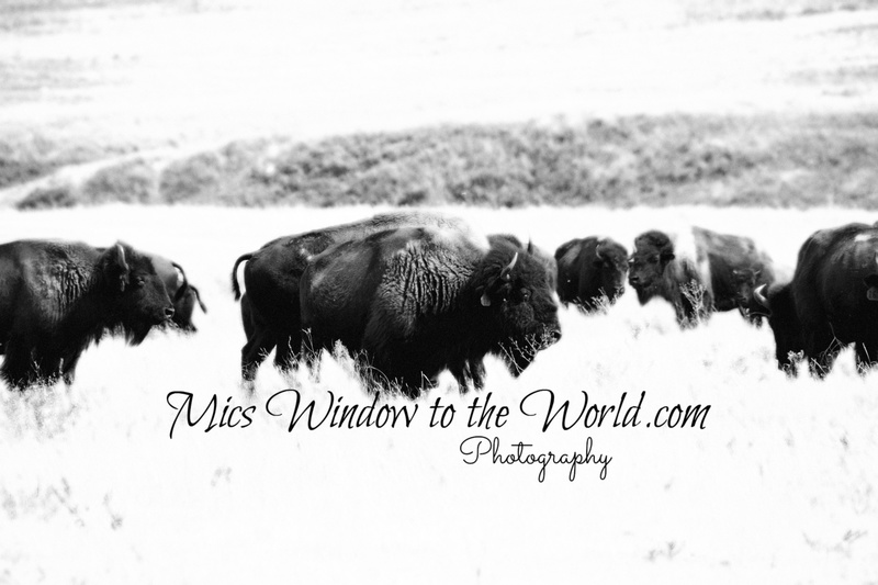 Buffalo Gap Grasslands 5bw(1).jpg