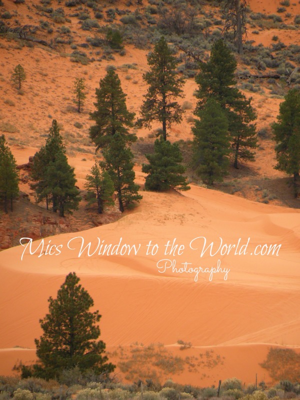 Coral Pink Sand Dunes 3(1).jpg