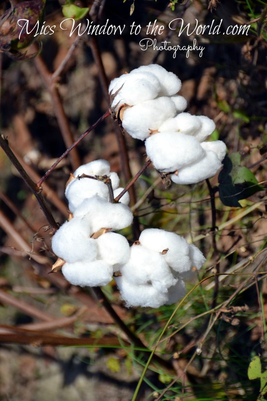 Cotton Field 2.jpg