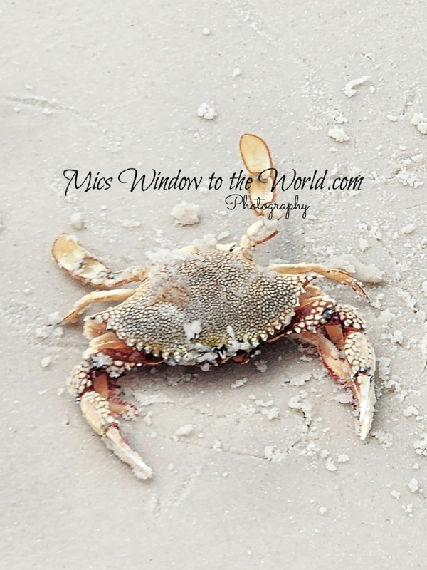 Crab.jpg