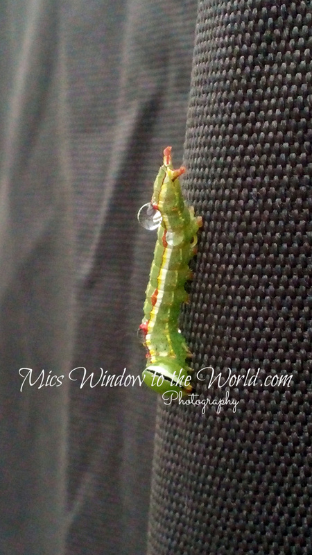 Critter after Rain.jpg