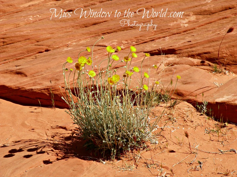 Desert Sandstone  Floral(1).jpg