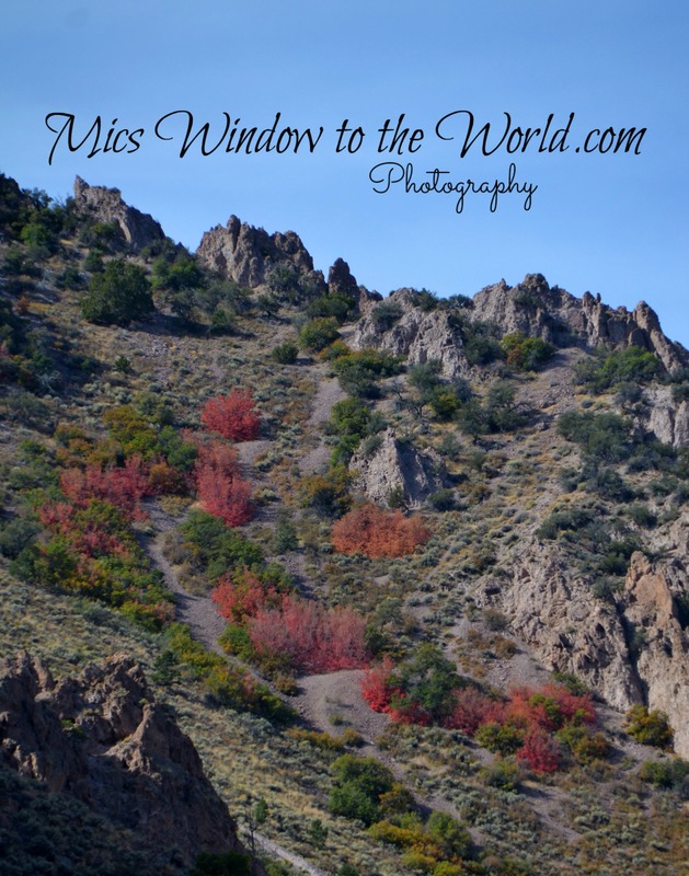 Fall Colors 10(1).jpg