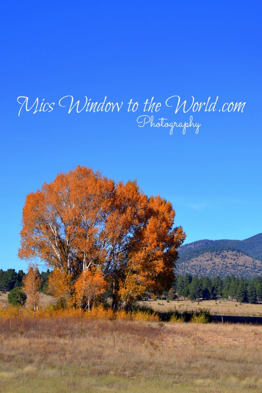 Fall Colors 3 NM(1).jpg