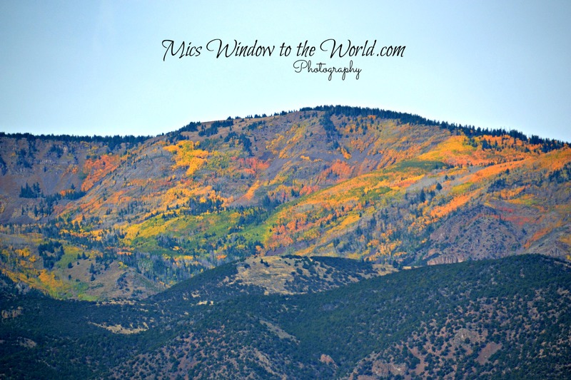 Fall Colors 9(1).jpg