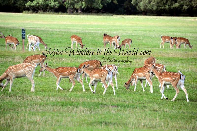 Fallow Deer3.jpg