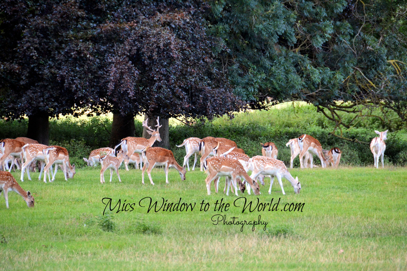 Fallow Deer4.jpg