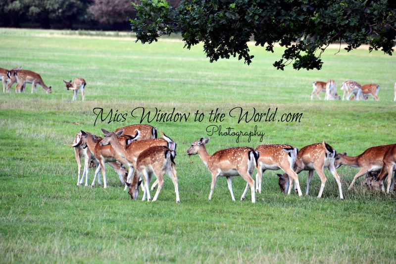Fallow Deer5.jpg