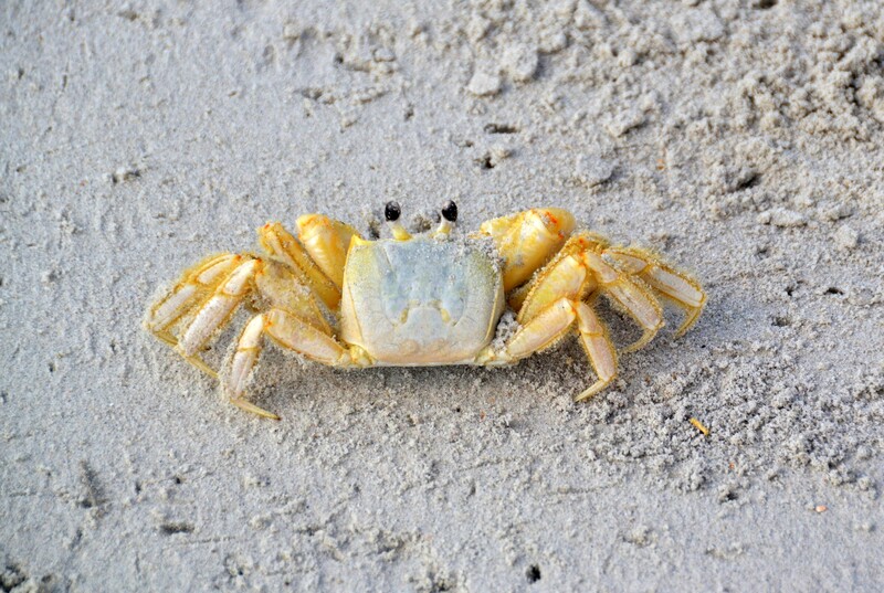 Ghost Crab 1.jpg
