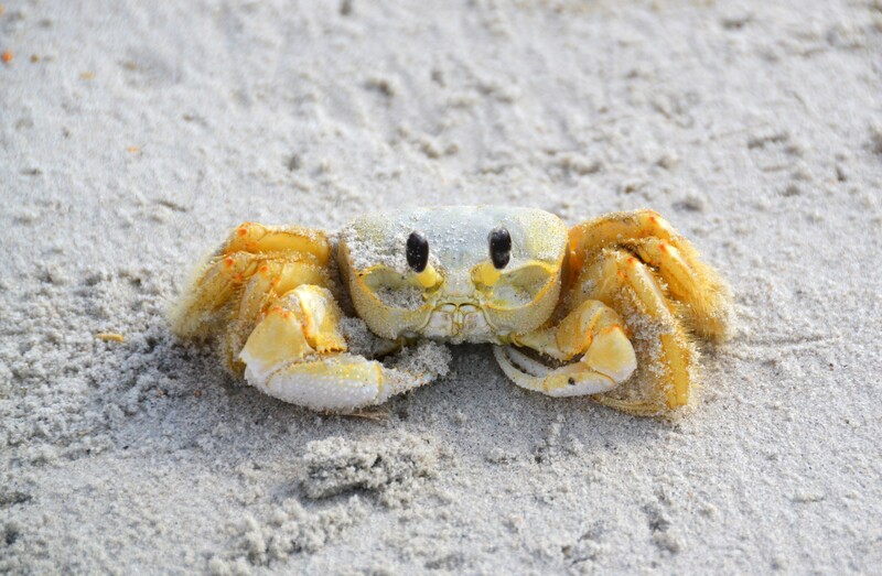 Ghost Crab 2.jpg