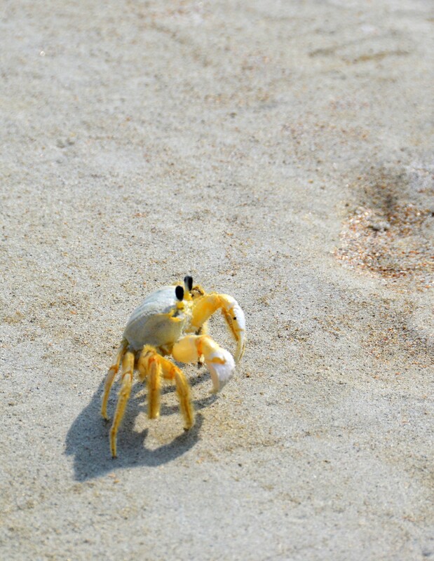 Ghost Crab 3.jpg