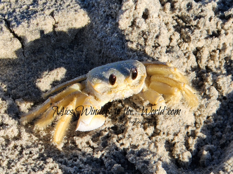 Ghost Crab 4.jpg