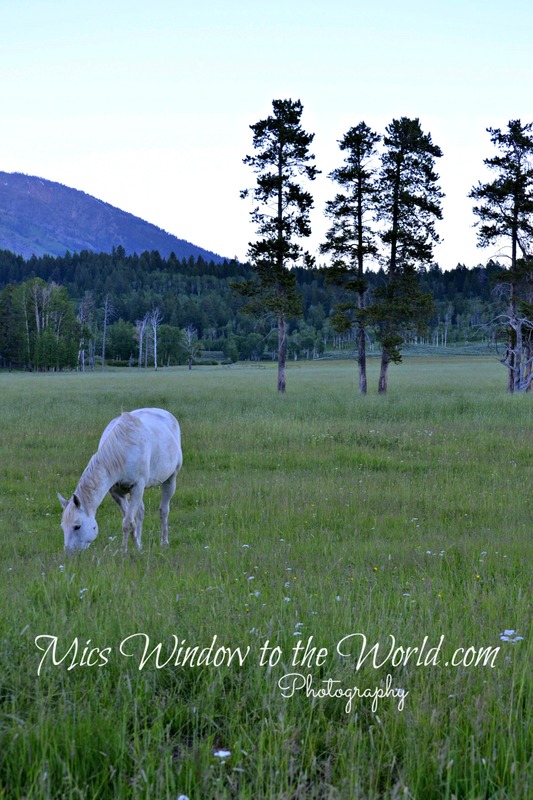Grand Teton Valley 1(1).jpg