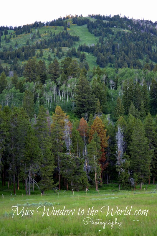 Grand Teton Valley 2(1).jpg