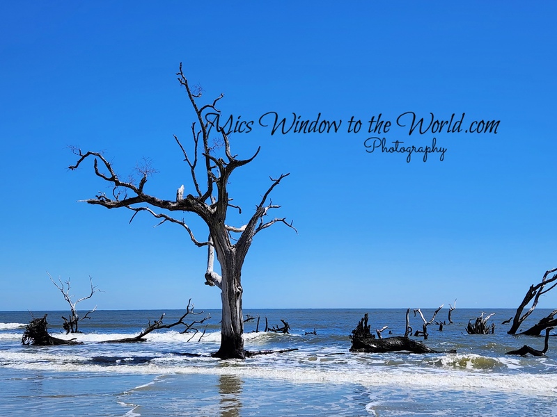 Hunting Island SC 1 copy.jpg