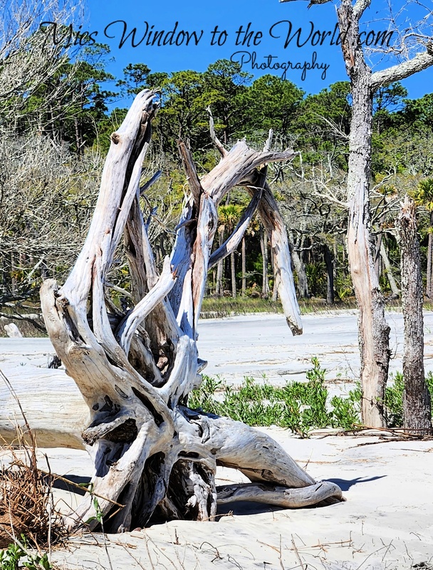 Hunting Island SC 3.jpg