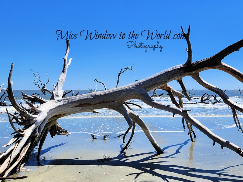 Hunting Island SC 4.jpg