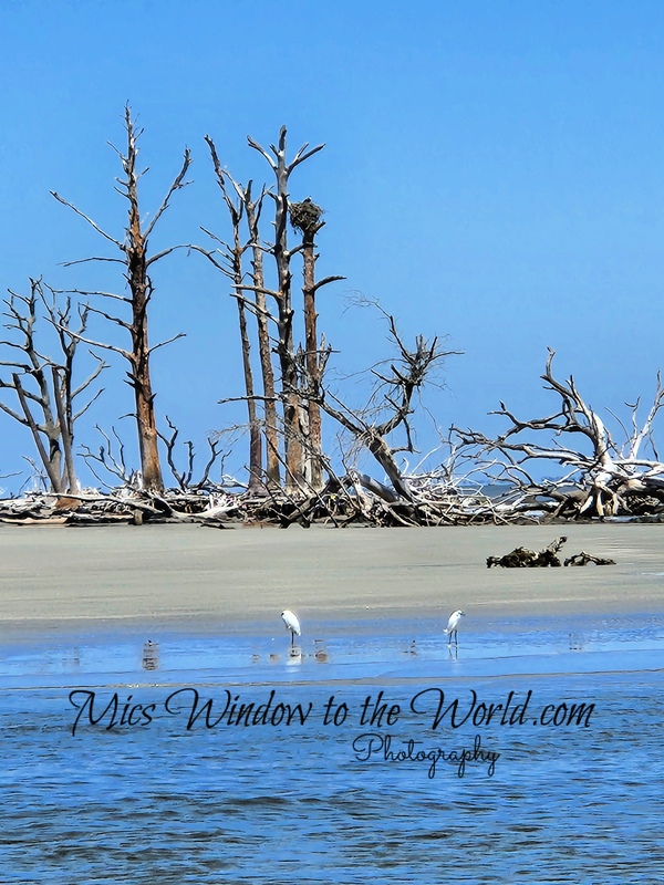 Hunting Island SC 5.jpg
