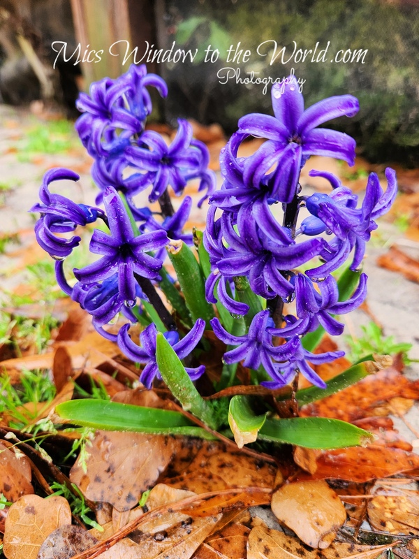 Hyacinth copy.jpg