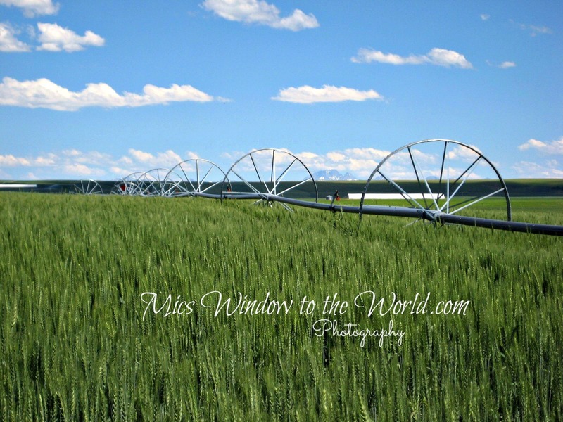 Idaho Wheat Field 1.jpg