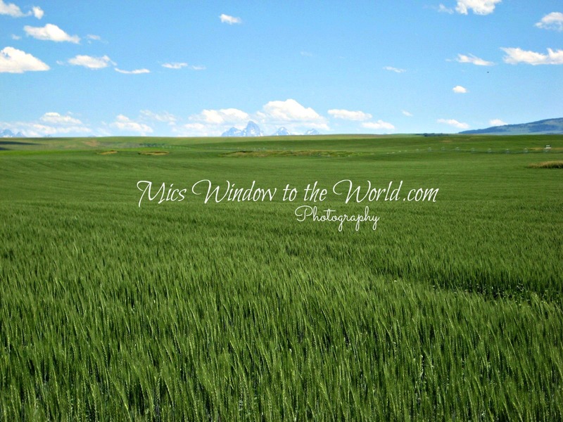 Idaho Wheat Field 3(1).jpg