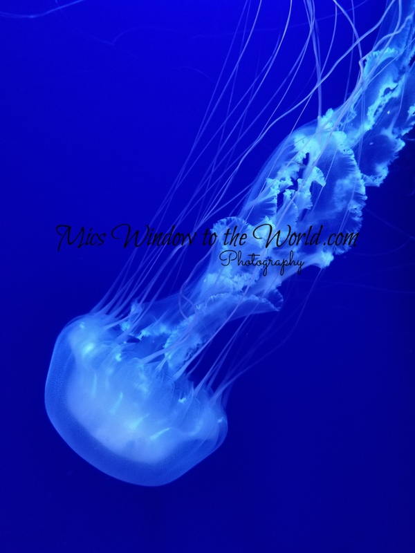 Jellyfish 1.jpg