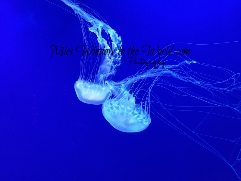 Jellyfish 2.jpg