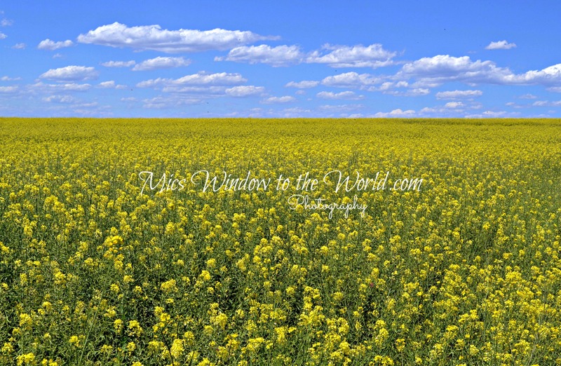 Mustard Field 1(1).jpg