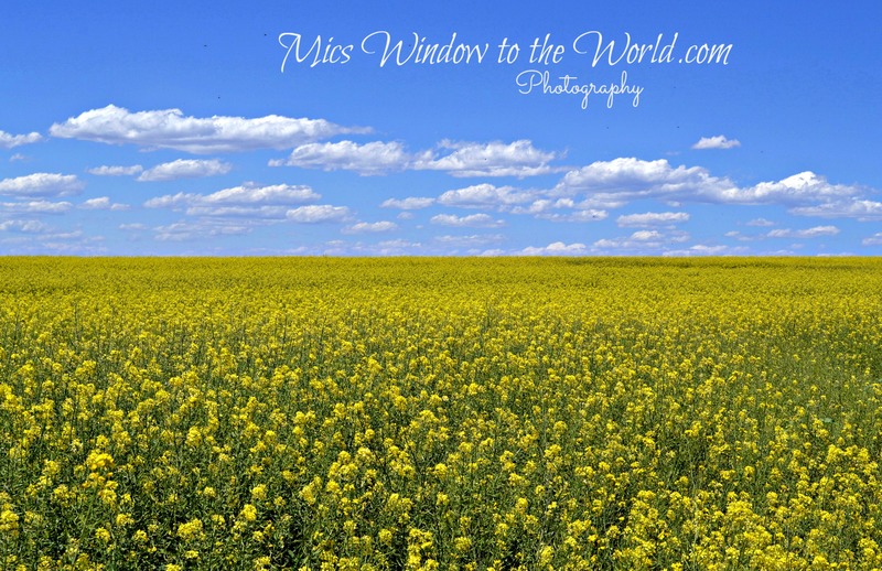 Mustard Field 2(1).jpg