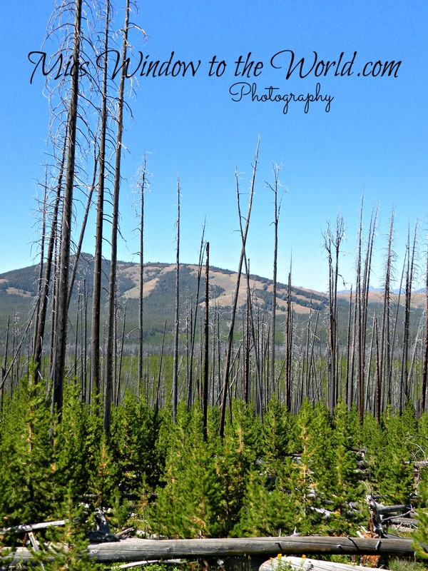 New Growth from 88 Fire(1).jpg