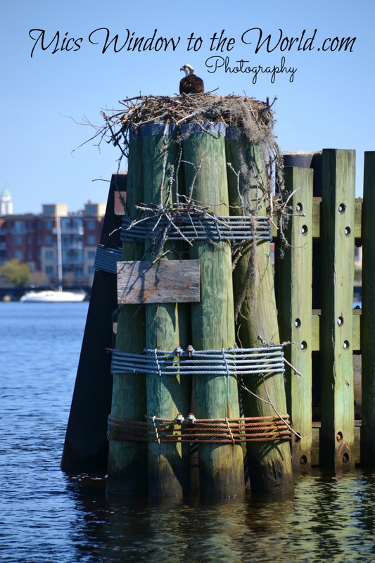 Osprey Nest(1).jpg