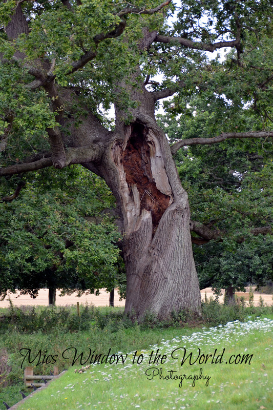 Oxburgh Hall 25 15th cent.jpg