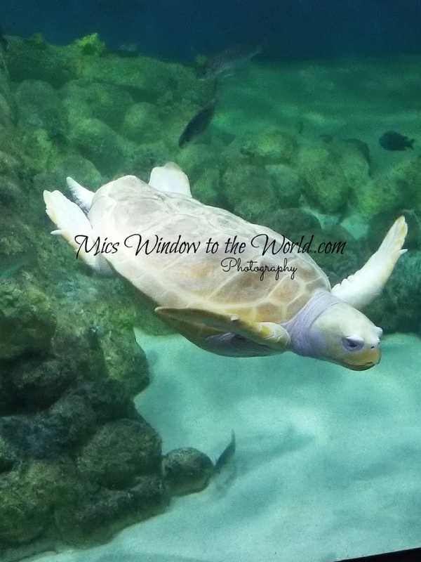 Sea Turtle 2.jpg