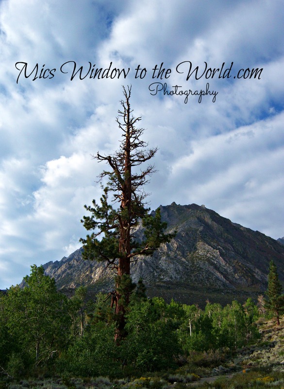 Sierra Nevada Mtns 8.jpg