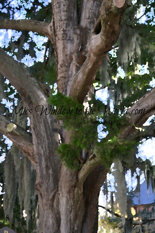 Spanish Moss 1 impvag(1).jpg