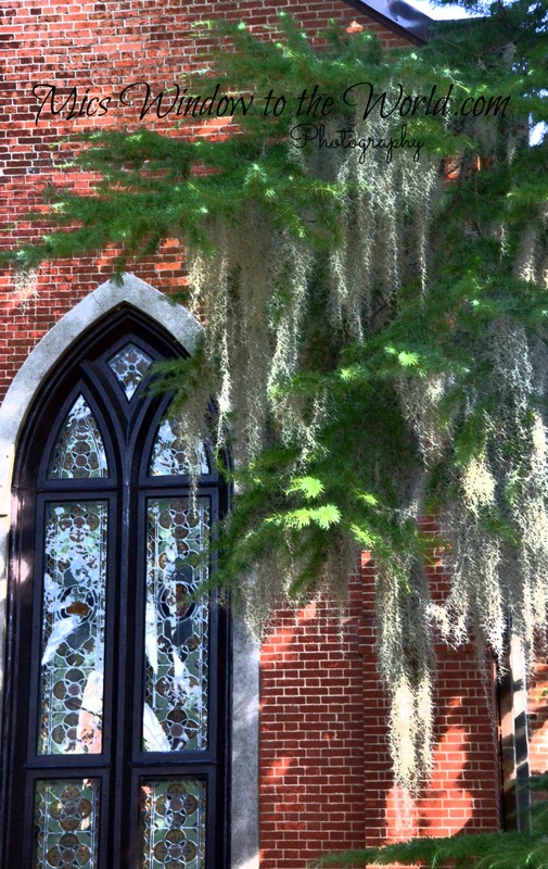 Spanish Moss 2 backlit(1).jpg