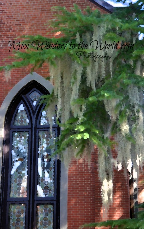 Spanish Moss 2 impvag(1).jpg